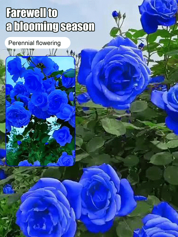 Blue Enchantress Rose Seeds