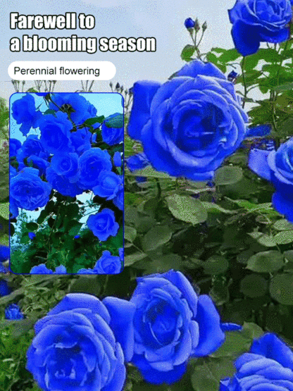 Blue Enchantress Rose Seeds