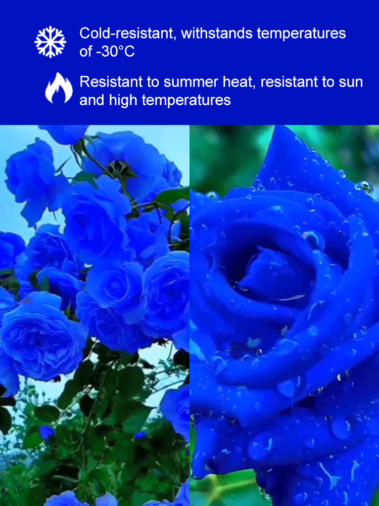 Blue Enchantress Rose Seeds
