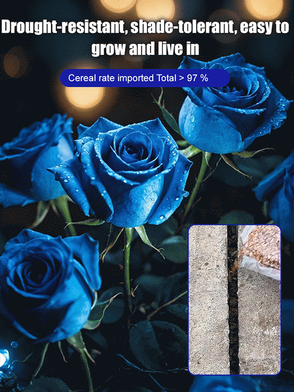 Blue Enchantress Rose Seeds