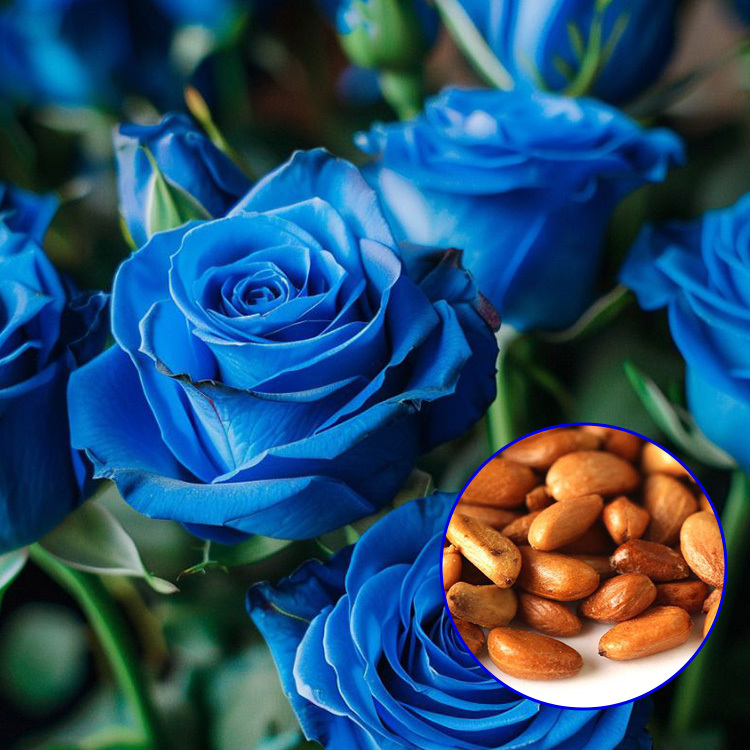 Blue Enchantress Rose Seeds