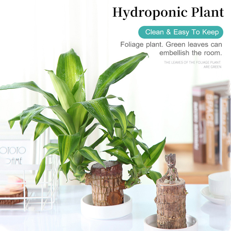 Brazilian Lucky Wood Hydroponic Potted Plant Stump