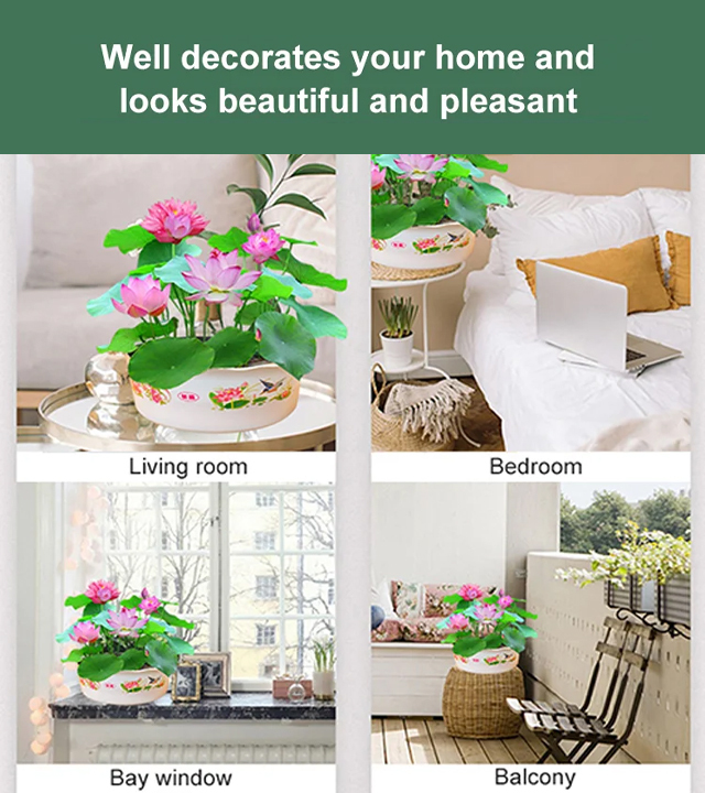 Home ornamental hydroponics bowl lotus