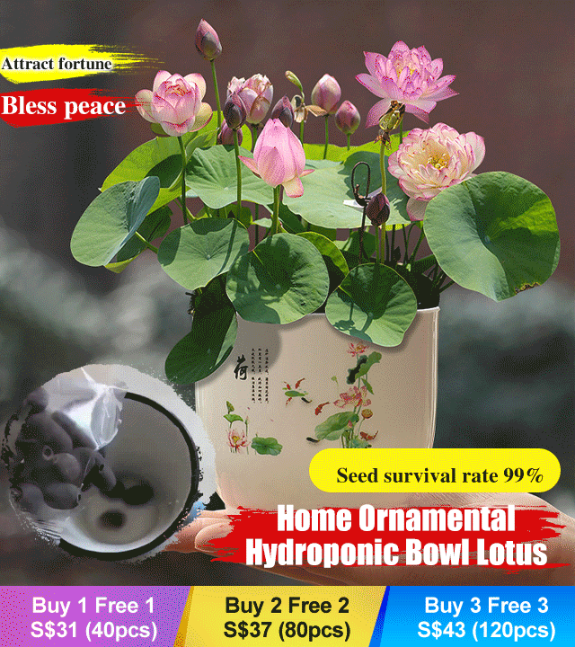 Home ornamental hydroponics bowl lotus