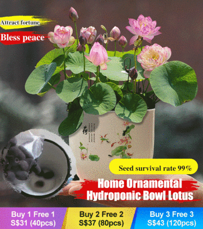 Home ornamental hydroponics bowl lotus