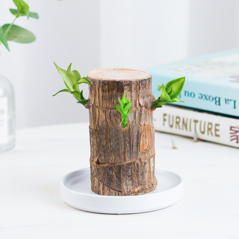 Brazilian Lucky Wood Hydroponic Potted Plant Stump