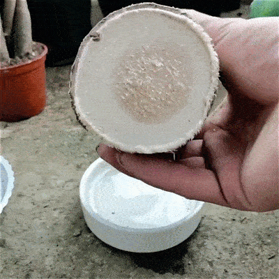 Brazilian Lucky Wood Hydroponic Potted Plant Stump