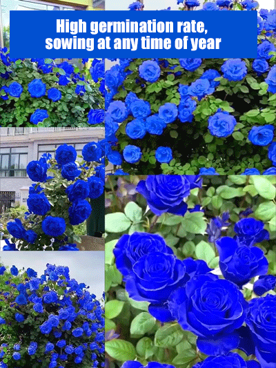 Blue Enchantress Rose Seeds