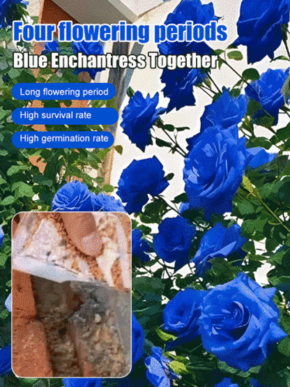 Blue Enchantress Rose Seeds