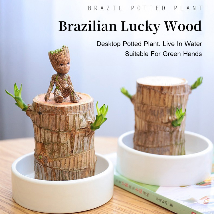 Brazilian Lucky Wood Hydroponic Potted Plant Stump