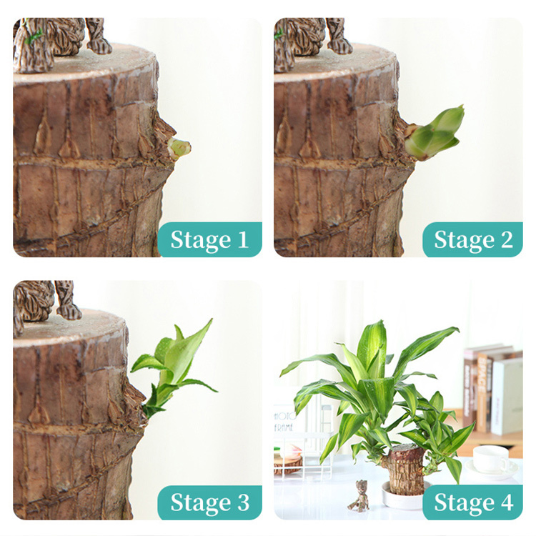 Brazilian Lucky Wood Hydroponic Potted Plant Stump