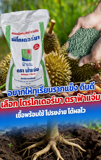 ปุ๋ยบำรุงรากสูตรเข้มข้น - ส่งเสริมรากให้แข็งแรง เร่งการเจริญเติบโต และป้องกันรากเน่า (ใช้ได้กับพืชทุกชนิด)