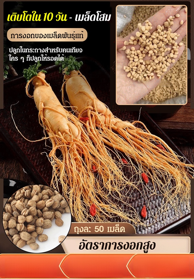 [เติบโตใน 10 วัน] เมล็ดโสม