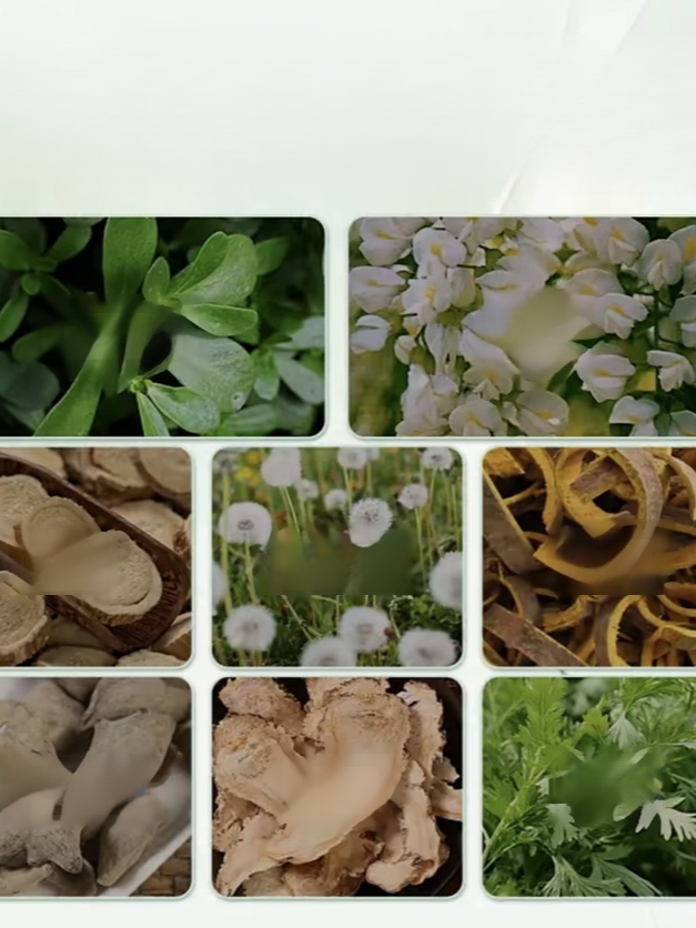 【一抹見效】槐花馬齒莧斷痔膏