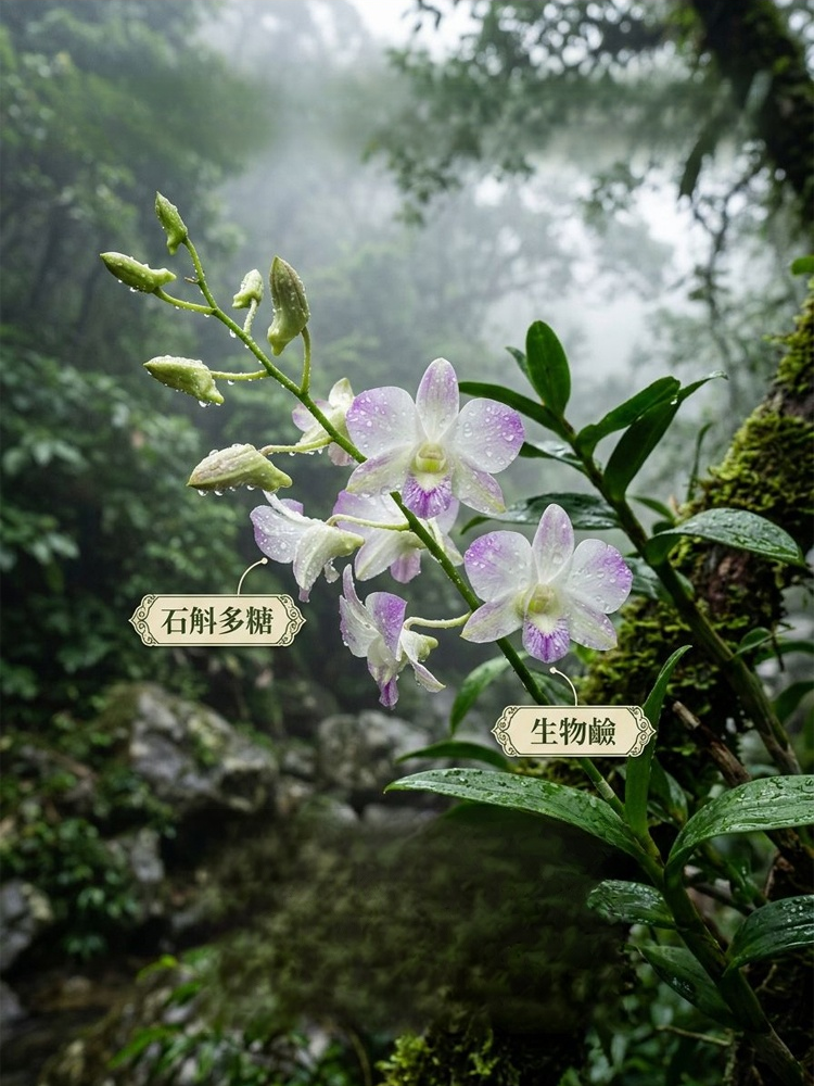 【耳鳴救星】姜黃雙參石斛護耳片（3天告別蟬鳴・清爽聽力・草本調理）