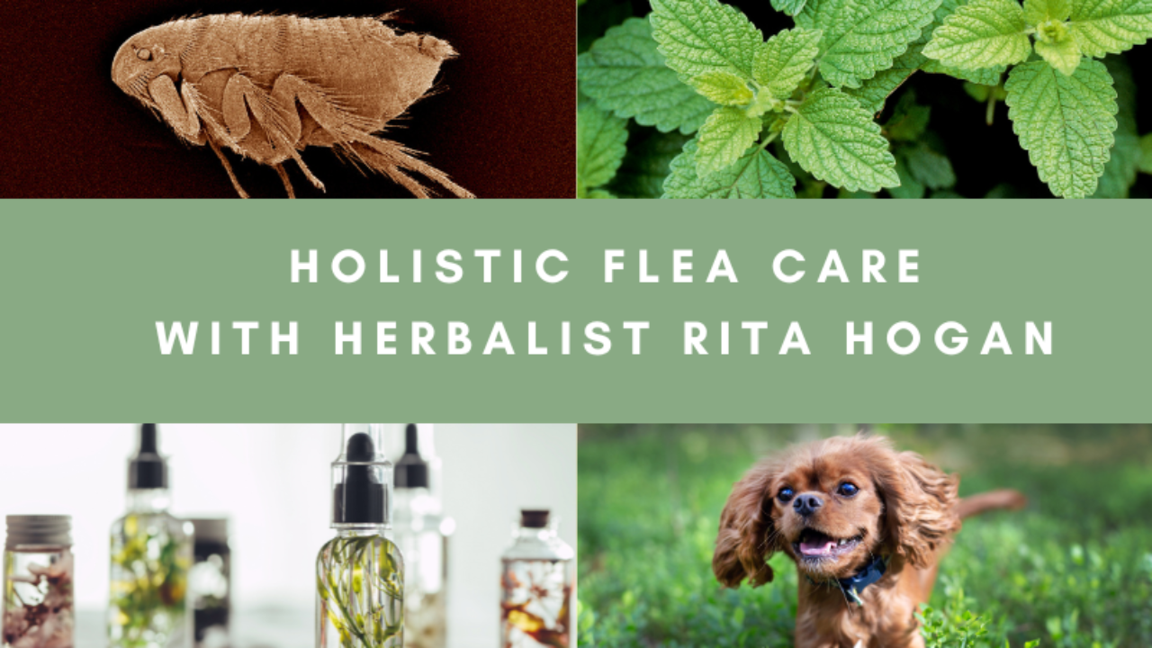Holistic Flea Care
