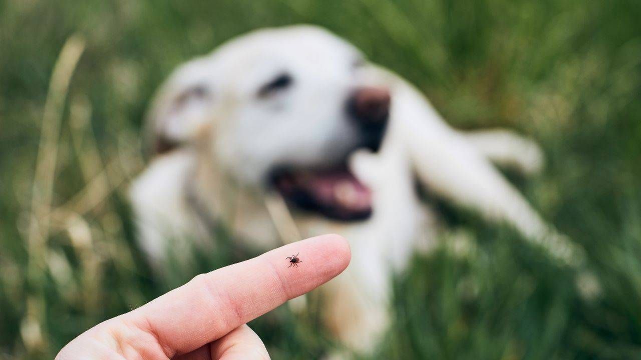 Holistic Tick Care
