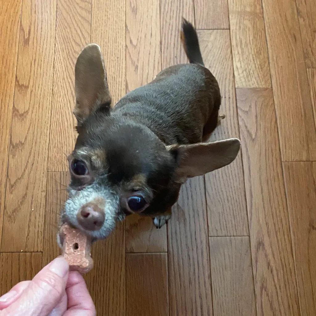 CocoTherapy Organic Coco-Milk Bones Cookies | Vegan Grain Gluten-Free Coconut Baked Treats For Dogs | Premium Pet Treats