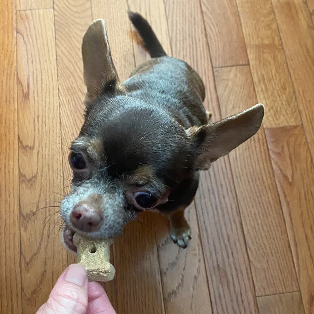 CocoTherapy Organic Coco-Milk Bones Cookies | Vegan Grain Gluten-Free Coconut Baked Treats For Dogs | Premium Pet Treats