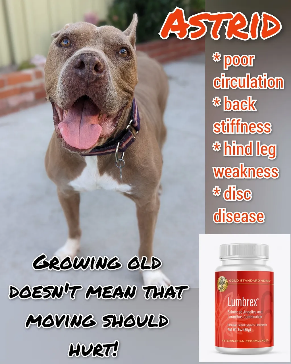 Gold Standard Herbs Lumbrex | Anti-inflammatory Arthritis IVDD Neck Spine Knee Hip & Disc Joint Ligament Support | Holistic Healthcare for Dogs, Cats and Pet Parents