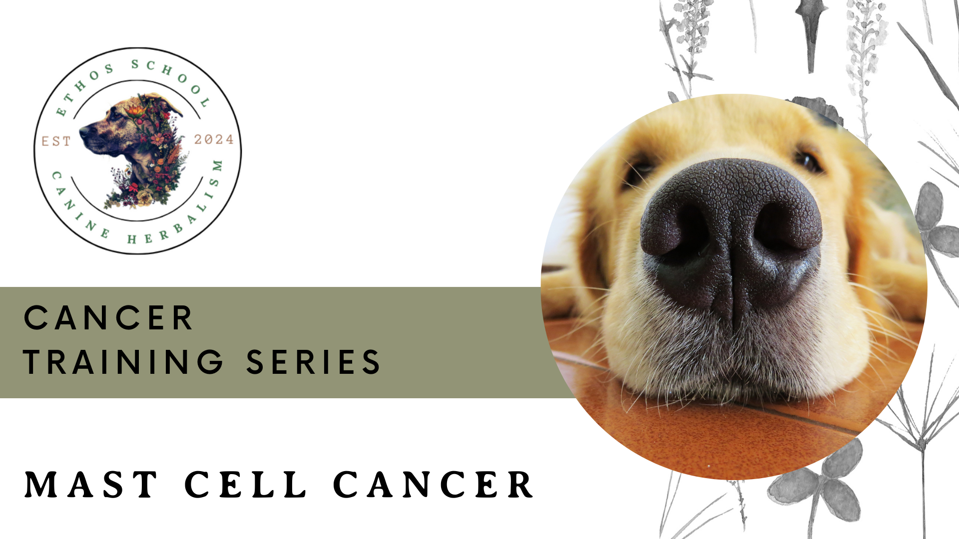 Mast Cell Tumor & Cancer Support
