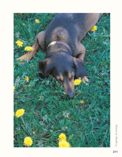 Herbalist Greg Tilford Book - Herbs for Pets : The Natural Way to Enhance Your Pet’s Life Pet | Natural Care & Health Support Book