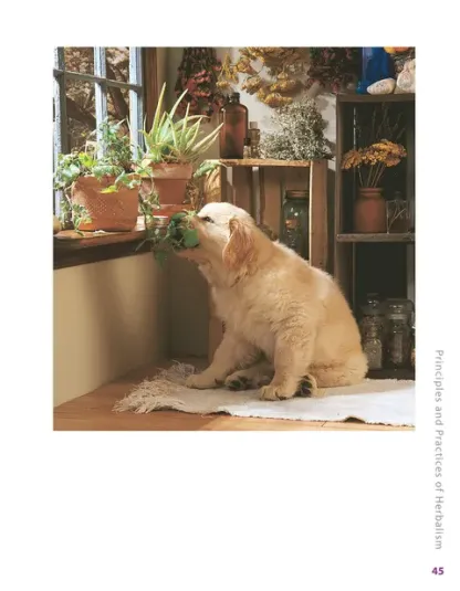 Herbalist Greg Tilford Book - Herbs for Pets : The Natural Way to Enhance Your Pet’s Life Pet | Natural Care & Health Support Book