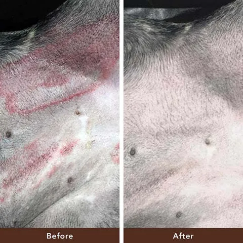 Natural Dog Company Skin Soother (Stick) | Skin Healing Balm | Natural Dog Grooming Essentials