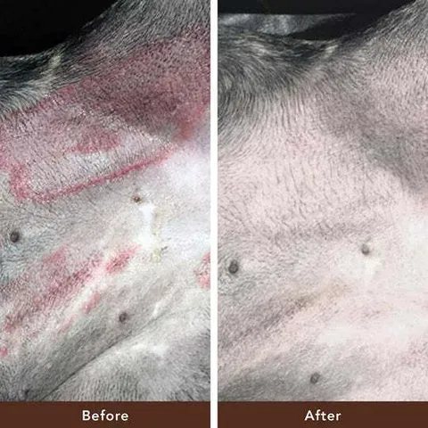 Natural Dog Company Skin Soother (Stick) | Skin Healing Balm | Natural Dog Grooming Essentials