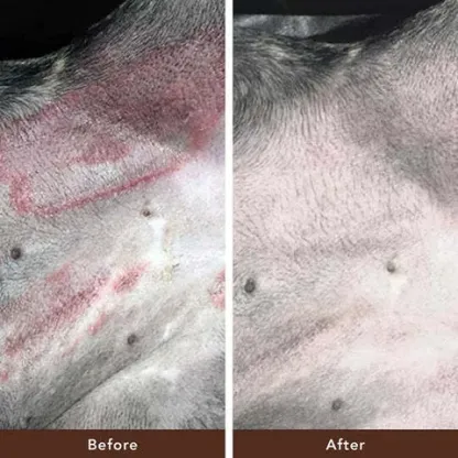 Natural Dog Company Skin Soother (Stick) | Skin Healing Balm | Natural Dog Grooming Essentials