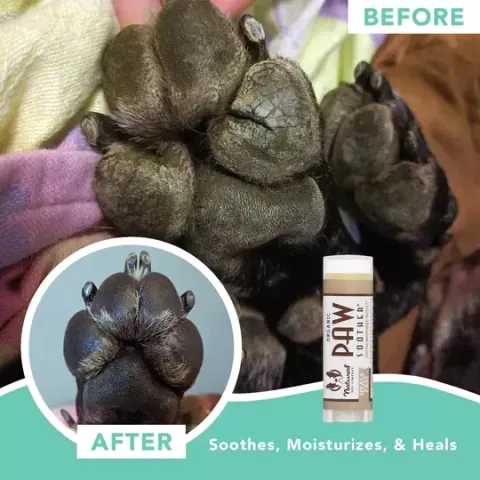 Natural Dog Company Paw Soother (Stick) | Paw Healing Balm | Natural Dog Grooming Essentials