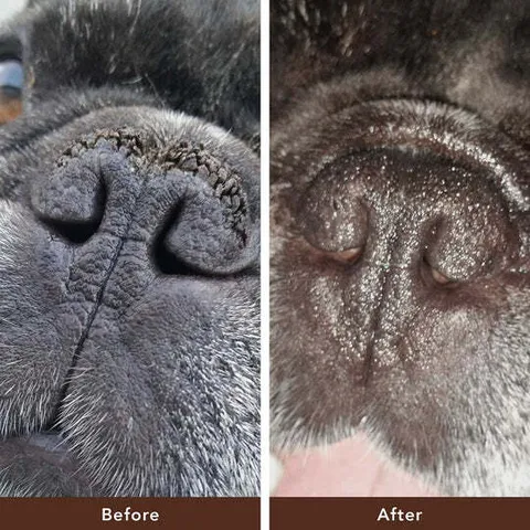 Natural Dog Company Snout Soother (Stick) | Snout Healing Balm | Natural Dog Grooming Essentials