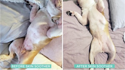 Natural Dog Company Skin Soother (Stick) | Skin Healing Balm | Natural Dog Grooming Essentials