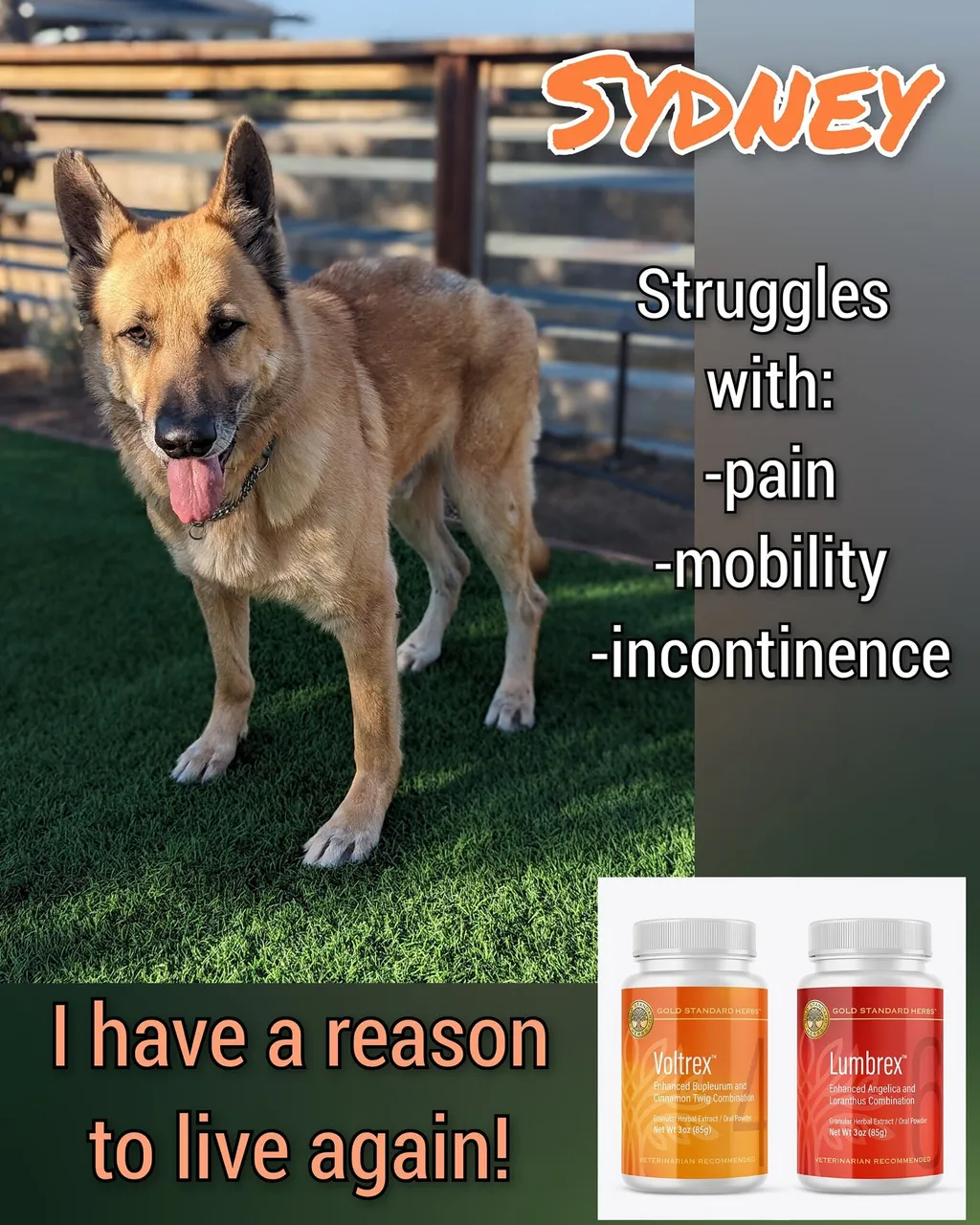 Gold Standard Herbs Lumbrex | Anti-inflammatory Arthritis IVDD Neck Spine Knee Hip & Disc Joint Ligament Support | Holistic Healthcare for Dogs, Cats and Pet Parents