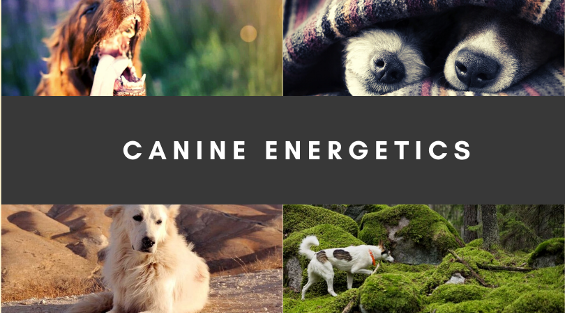 Intro to Canine Energetics