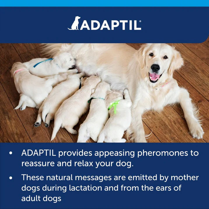 ADAPTIL Calm Diffuser | Separation Anxiety Stress Relief | Holistic Healthcare for Dogs