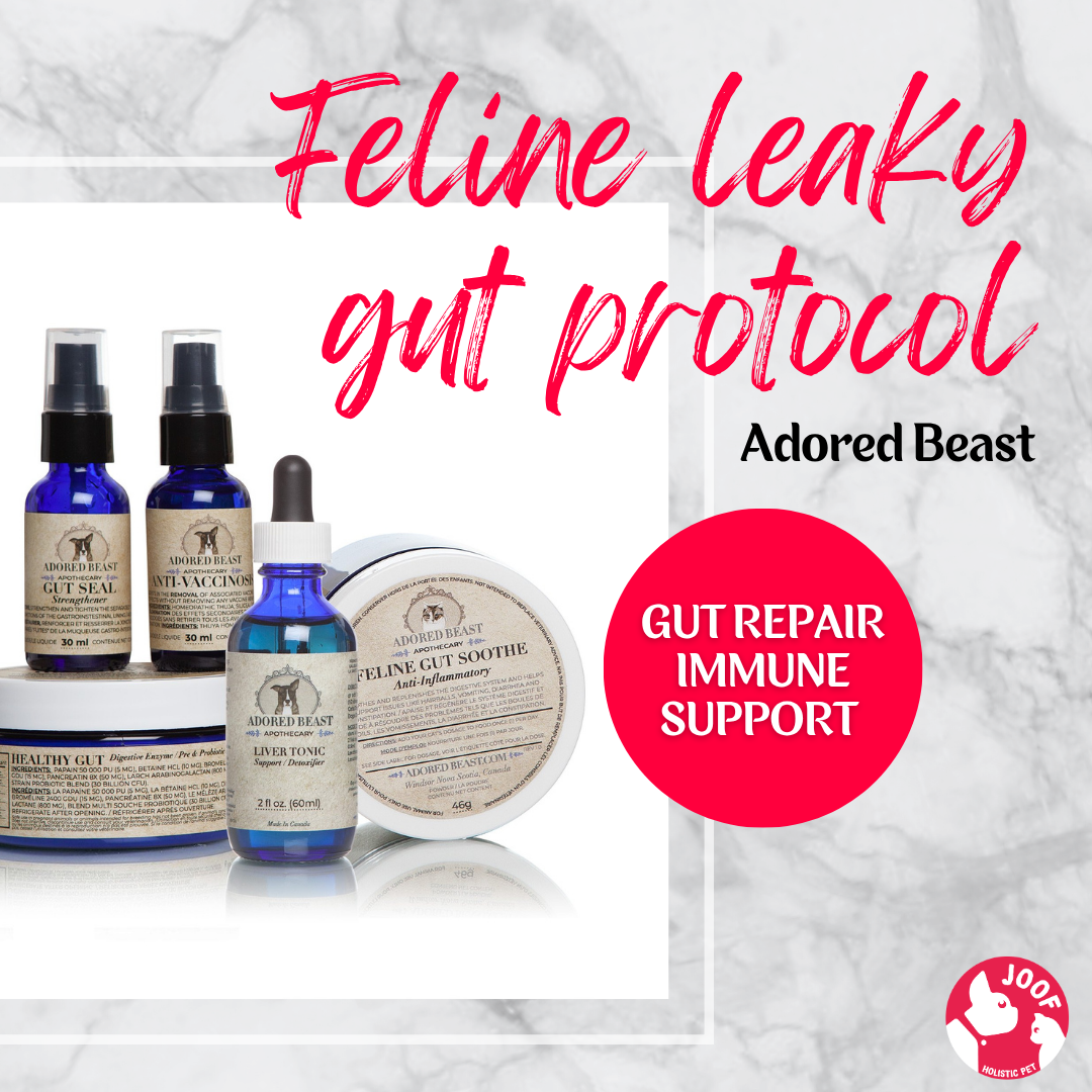 Adored Beast Feline Leaky Gut Protocol Leaky Gut IBD Gut Repair Immune Support for Cats