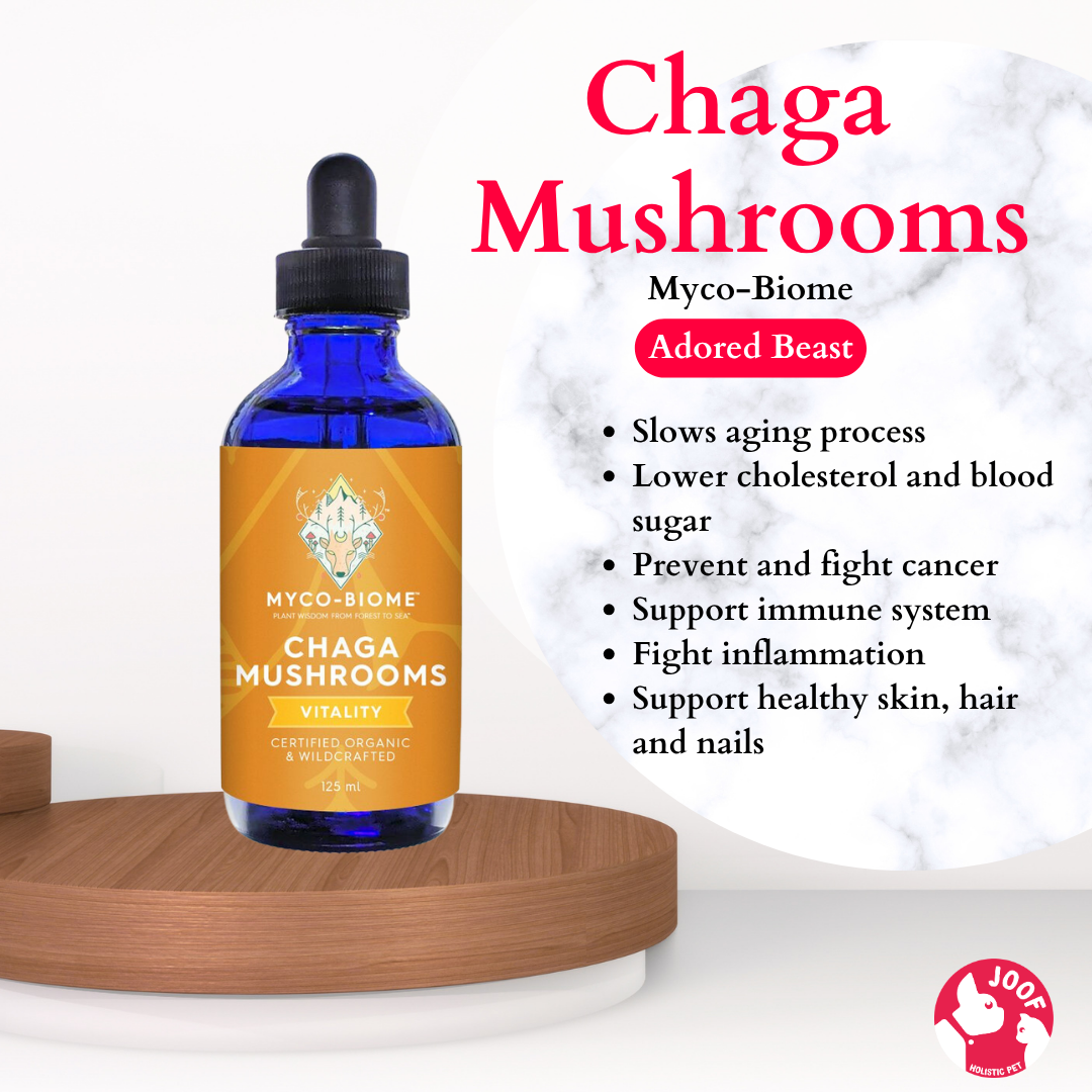 Adored Beast Myco Biome Chaga Mushroom (125ml) Immune Antioxidant Cancer Support for Dogs and Cats