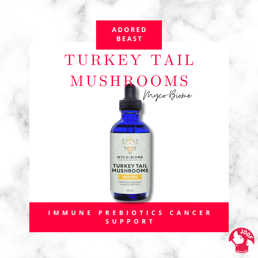 Adored Beast Myco Biome Turkey Tail Mushroom (125ml) Immune Gut Prebiotic Cancer Support for Dogs and Cats
