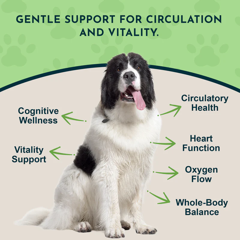 Animal Essentials Ginkgo (1oz) Cognitive Circulation Cardiovascular Support Herbal Tincture Organic for Dogs and Cats