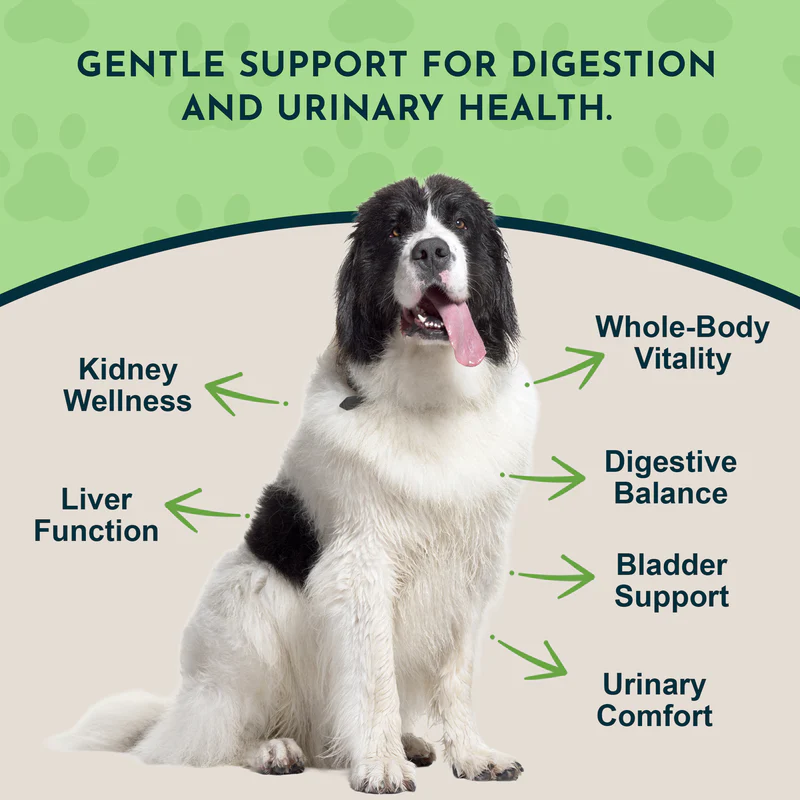Animal Essentials Dandelion (1oz) Liver Kidney Digestive Support Herbal Tincture Organic for Dogs and Cats