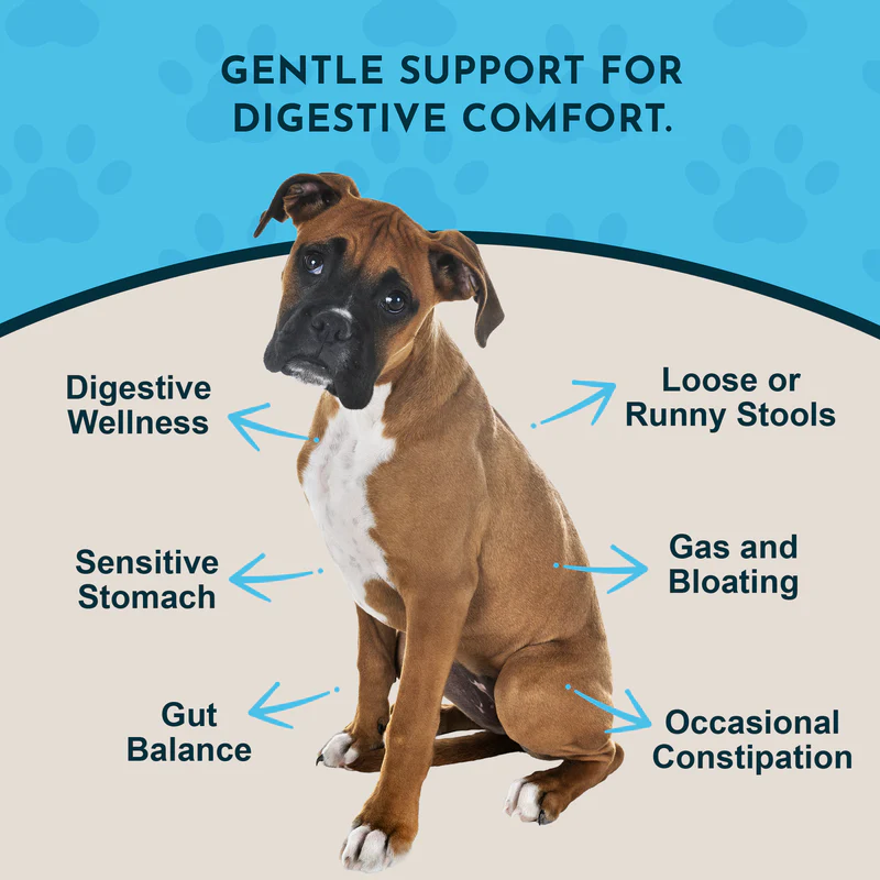Animal Essentials Healthy Gut (1oz) Digestive Prebiotic Gut Support Herbal Tincture Organic for Dogs and Cats