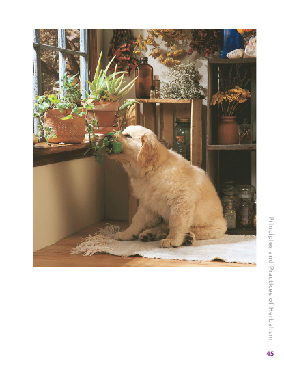 Herbalist Greg Tilford Book - Herbs for Pets : The Natural Way to Enhance Your Pet’s Life Pet | Natural Care & Health Support Book