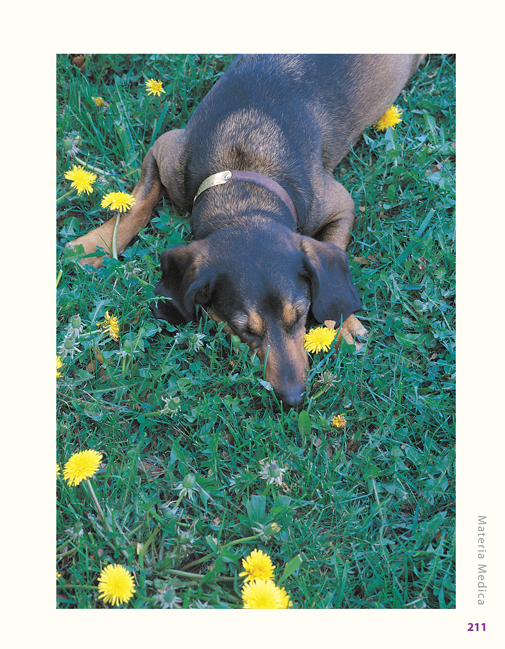Herbalist Greg Tilford Book - Herbs for Pets : The Natural Way to Enhance Your Pet’s Life Pet | Natural Care & Health Support Book