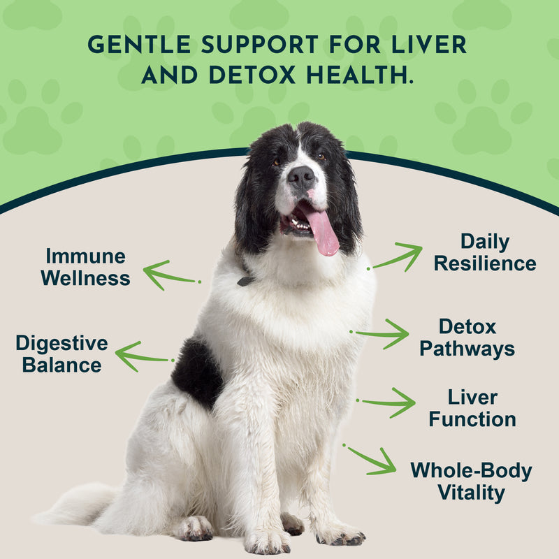 Animal Essentials Milk Thistle Seed (1oz & 2oz) Liver Detox Cleanse Herbal Tincture Organic for Dogs and Cats