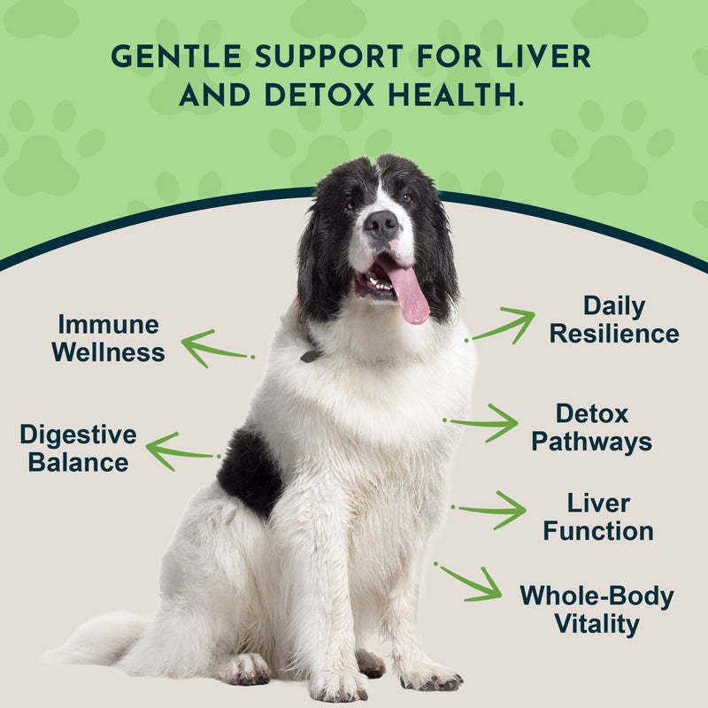 Animal Essentials Milk Thistle Seed (1oz & 2oz) Liver Detox Cleanse Herbal Tincture Organic for Dogs and Cats