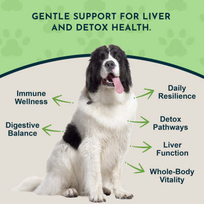 Animal Essentials Milk Thistle Seed (1oz & 2oz) Liver Detox Cleanse Herbal Tincture Organic for Dogs and Cats