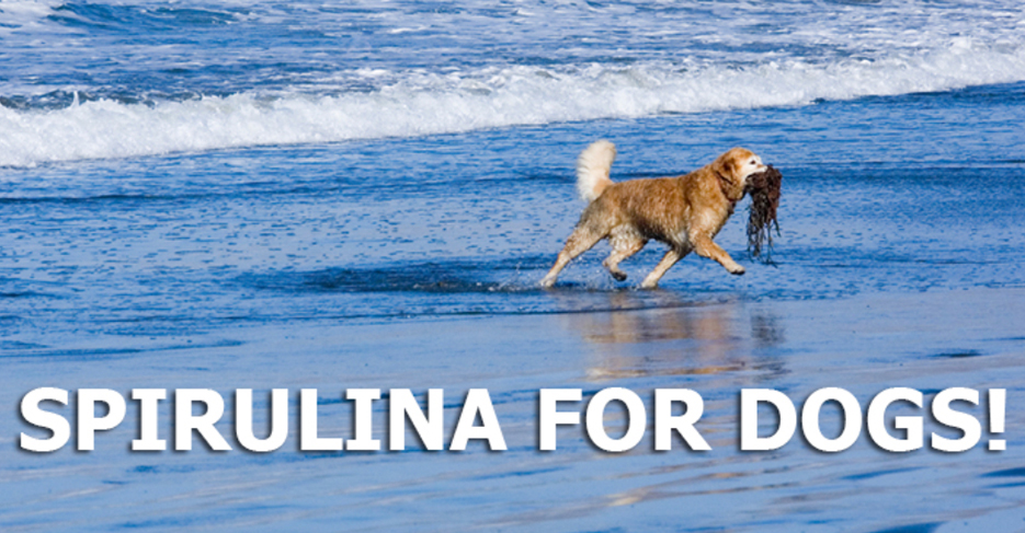 The Health Benefits Of Spirulina For Dogs