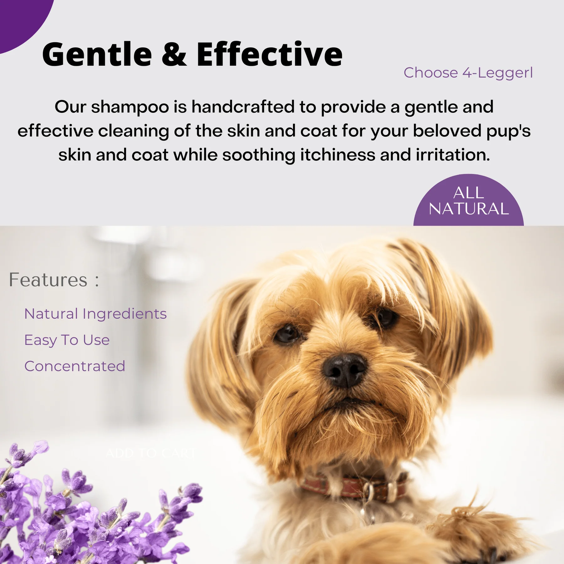 4Legger Calm, Lavender Soothing Hypoallergenic USDA Certified Organic Shampoo (8oz) | Itchy Skin, Rash, Hotspot Shampoo for Dogs and Cats