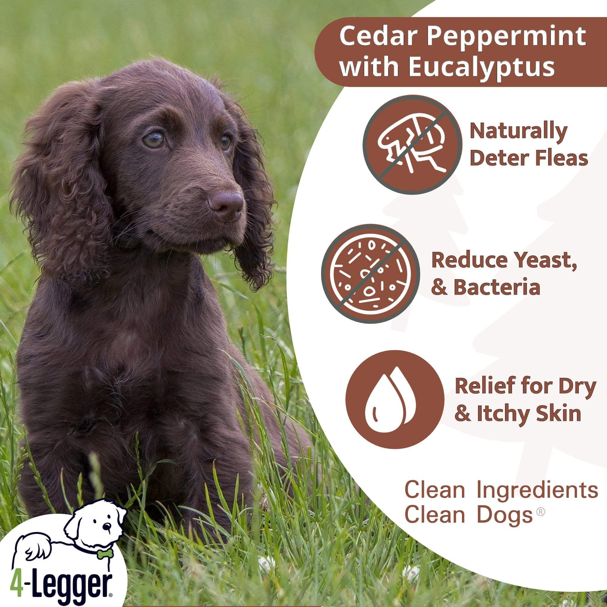 4Legger Cedar, Peppermint Organic Food Standard Shampoo (16oz) | Normal Healthy Skin & Coat Shampoo for Dogs